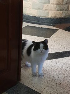 Chat noir et blanc a cote d une porte dans la maison