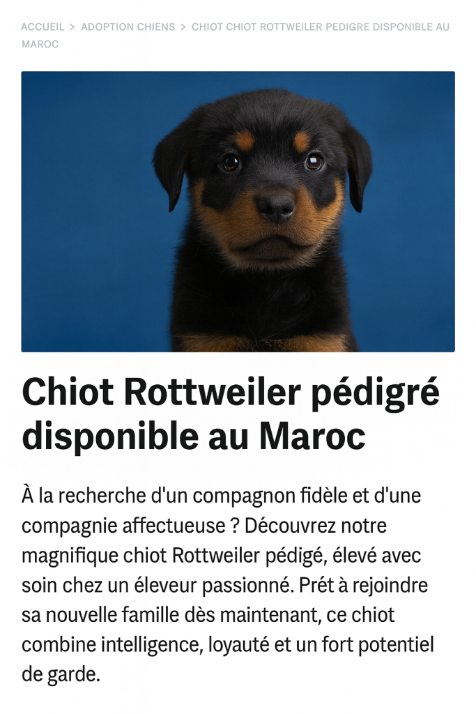 Chiot Rottweiler pédigré noir et feu assis, disponible à l’adoption au Maroc.